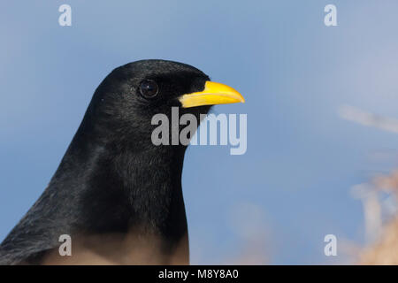 Alpine Chough - Alpendohle - Pyrrhocorax ochotonidae ssp. ochotonidae, Deutschland Stockfoto