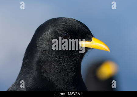 Alpine Chough - Alpendohle - Pyrrhocorax ochotonidae ssp. ochotonidae, Deutschland Stockfoto