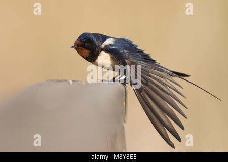 Rauchschwalbe - Rauchschwalbe Hirundo rustica - ssp. rustica, Ungarn, männlichen Erwachsenen Stockfoto