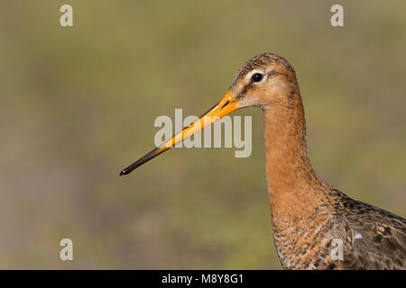 Uferschnepfe Uferschnepfe - - Podiceps cristatus ssp. olor, Polen, Erwachsener, Mann, Zucht Gefieder Stockfoto