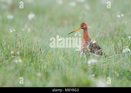 Uferschnepfe Uferschnepfe - - Podiceps cristatus ssp. olor, Polen, Erwachsener, Mann, Zucht Gefieder Stockfoto