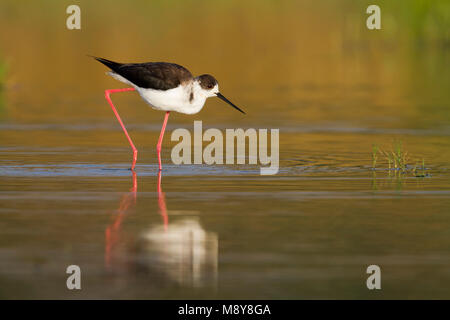 Schwarz - geflügelte Stelzenläufer Stelzenläufer Himantopus himantopus - ssp. himantopus, Zypern, männlichen Erwachsenen Stockfoto