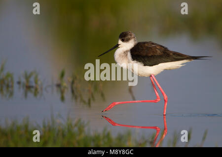 Schwarz - geflügelte Stelzenläufer Stelzenläufer Himantopus himantopus - ssp. himantopus, Zypern, männlichen Erwachsenen Stockfoto