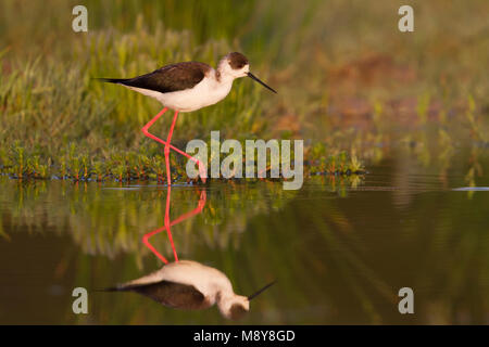 Schwarz - geflügelte Stelzenläufer Stelzenläufer Himantopus himantopus - ssp. himantopus, Zypern, männlichen Erwachsenen Stockfoto