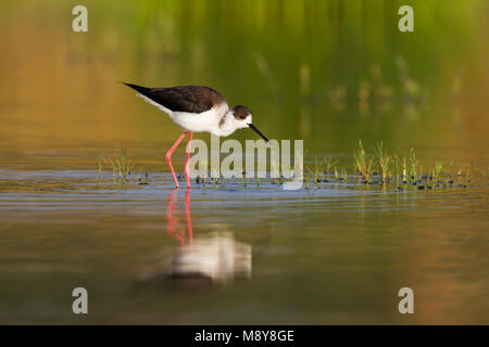 Schwarz - geflügelte Stelzenläufer Stelzenläufer Himantopus himantopus - ssp. himantopus, Zypern, männlichen Erwachsenen Stockfoto