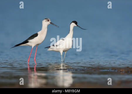 Schwarz - geflügelte Stelzenläufer Stelzenläufer Himantopus himantopus - ssp. himantopus, Spanien (Mallorca), erwachsene Frau mit säbelschnäbler Stockfoto