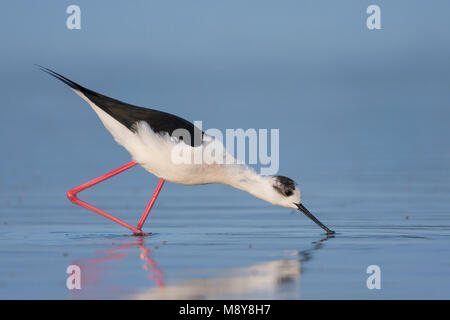 Schwarz - geflügelte Stelzenläufer Stelzenläufer Himantopus himantopus - ssp. himantopus, Spanien (Mallorca), erwachsene Frau Stockfoto