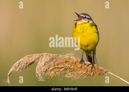 Blue-headed Wagtail-Wiesen-Schafstelze - Motacilla flava ssp. flava, Ungarn, männlichen Erwachsenen Stockfoto