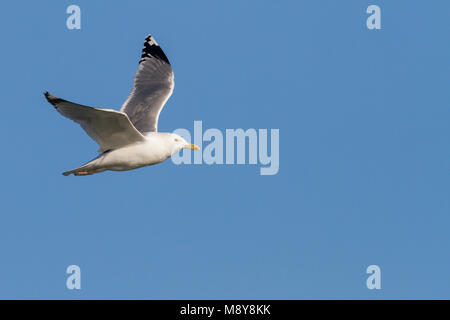 Caspian Gull - Steppenmöwe, Larus cachinnans, Österreich, Erwachsene Stockfoto