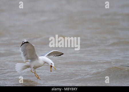 Caspian Gull - Steppenmöwe, Larus cachinnans, Deutschland, Erwachsene Stockfoto