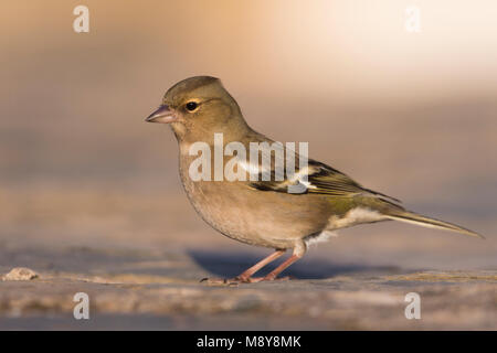 Buchfink - - Buchfink Fringilla coelebs ssp. Coelebs, Spanien, Weiblich Stockfoto