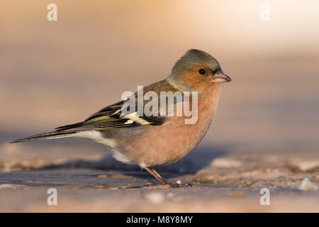 Buchfink - - Buchfink Fringilla coelebs ssp. Coelebs, Spanien, männlich Stockfoto