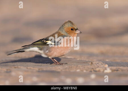 Buchfink - - Buchfink Fringilla coelebs ssp. Coelebs, Spanien, männlich Stockfoto