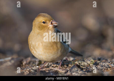Buchfink - - Buchfink Fringilla coelebs ssp. Coelebs, Deutschland Stockfoto