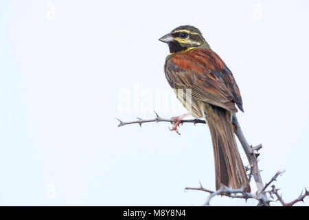 Cirl Bunting - zaunammer - Emberiza cirlus, Kroatien, männlichen Erwachsenen Stockfoto