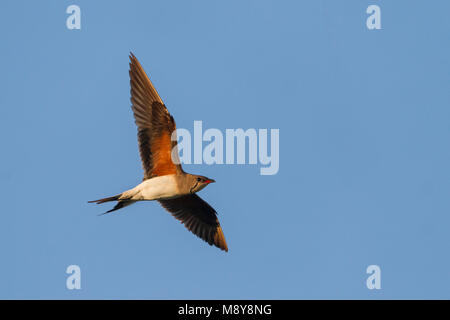 Collared Pratincole Rotflügel-Brachschwalbe Glareola pratincola - - pratincola, Kasachstan, Erwachsene Stockfoto