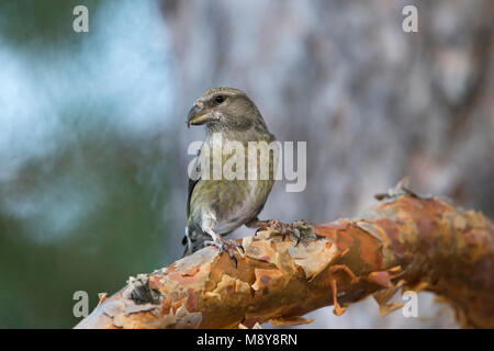 Gemeinsame Gegenwechsel - - fichtenkreuzschnabel Loxia curvirostra ssp. polyogyna, Spanien, Erwachsene, weibliche Stockfoto