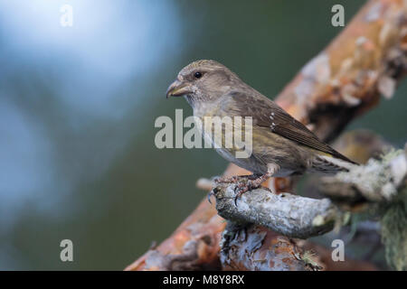 Gemeinsame Gegenwechsel - - fichtenkreuzschnabel Loxia curvirostra ssp. polyogyna, Spanien, Erwachsene, weibliche Stockfoto