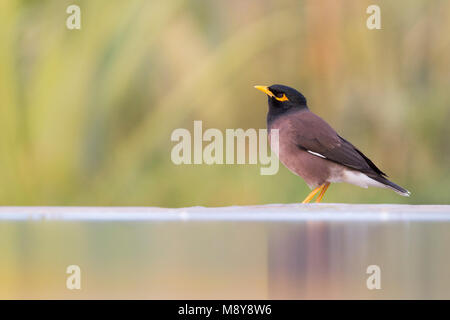 Gemeinsame Myna - Hirtenmaina - Acridotheres tristis, Oman Stockfoto