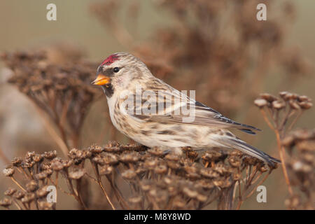 Common Redpoll - Taiga - BIrkenzeisig, Carduelis flammea Flammea Stockfoto