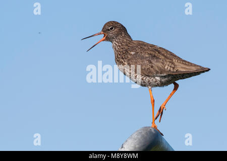 Gemeinsame Rotschenkel - rotschenkel Tringa totanus - ssp. Robusta, Island, Erwachsene Stockfoto