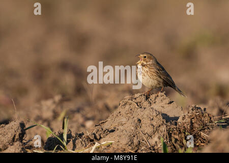 Corn Bunting - Miliaria calandra Grauammer - ssp. calandra, Mallorca, Erwachsene Stockfoto