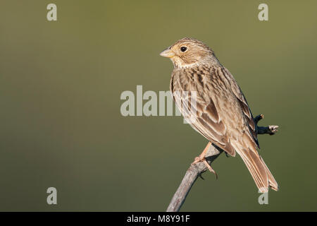 Corn Bunting - Miliaria calandra Grauammer - ssp. calandra, Mallorca, Erwachsene Stockfoto