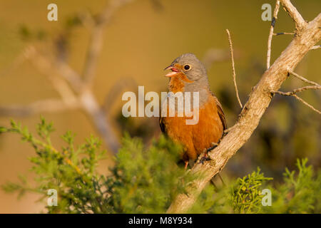 Cretzschmar's Bunting - Grauortolan - Emberiza caesia, Zypern, männlichen Erwachsenen Stockfoto