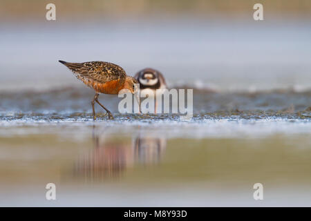 Curlew Sandpiper - Sichelstrandläufer - Calidris ferruginea, Deutschland, nach Zucht Gefieder Stockfoto