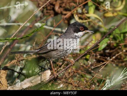 Onvolwassen mannetje Cyprusgrasmus, unreifen männlichen Zypern Warbler Stockfoto