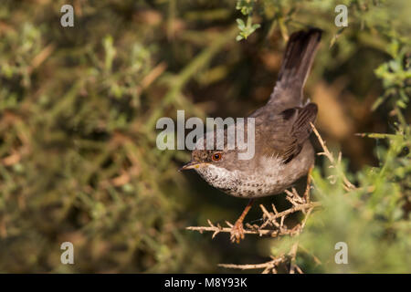 Vrouwtje Cyprusgrasmus, Famale Zypern Warbler Stockfoto