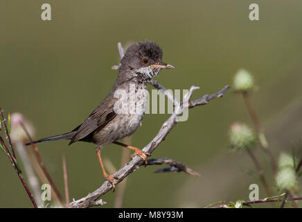 Vrouwtje Cyprusgrasmus, Famale Zypern Warbler Stockfoto