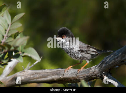 Erwachsene mann Cyprusgrasmus, erwachsenen männlichen Zypern Warbler Stockfoto