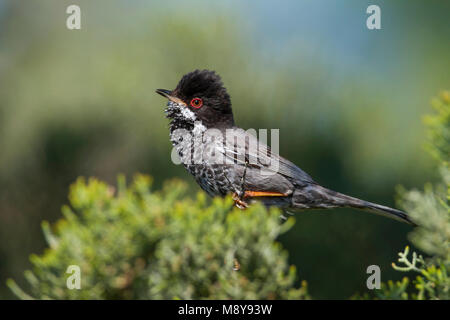 Erwachsene mann Cyprusgrasmus, erwachsenen männlichen Zypern Warbler Stockfoto