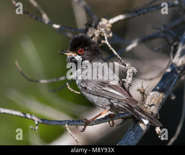 Erwachsene mann Cyprusgrasmus, erwachsenen männlichen Zypern Warbler Stockfoto