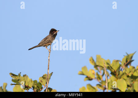 Erwachsene mann Cyprusgrasmus, erwachsenen männlichen Zypern Warbler Stockfoto