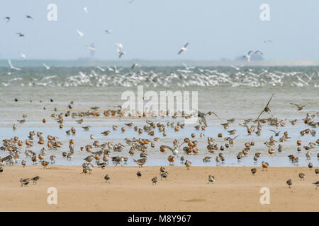 Alpenstrandläufer - - alpenstrandläufer Calidris Alpina, Deutschland, mit roten Knoten Stockfoto