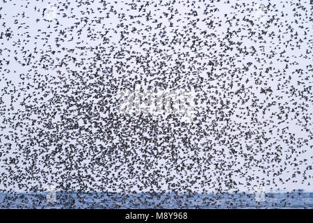 Alpenstrandläufer - - alpenstrandläufer Calidris Alpina, Deutschland, mit roten Knoten Stockfoto