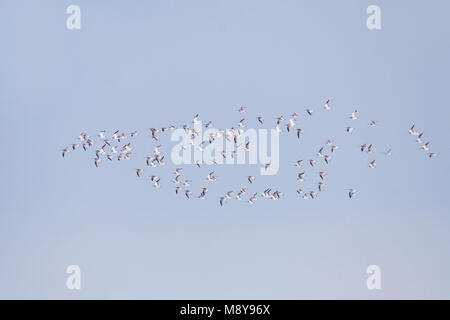 Eurasian Curlew - Großer Brachvogel, Numenius arquatus ssp. arquatus, Österreich Stockfoto