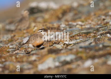 Eurasian Dotterel - mornellregenpfeifer - Charadrius morinellus, Schweiz, erwachsene Frau Stockfoto