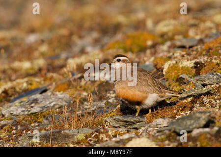 Eurasian Dotterel - mornellregenpfeifer - Charadrius morinellus, Schweiz, erwachsene Frau Stockfoto