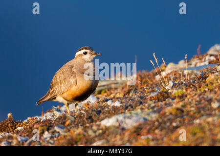 Eurasian Dotterel - mornellregenpfeifer - Charadrius morinellus, Schweiz, erwachsene Frau Stockfoto