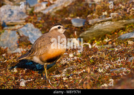 Eurasian Dotterel - mornellregenpfeifer - Charadrius morinellus, Schweiz, erwachsene Frau Stockfoto