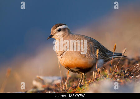 Eurasian Dotterel - mornellregenpfeifer - Charadrius morinellus, Schweiz, männlichen Erwachsenen Stockfoto