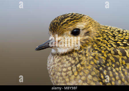 Eurasischen Goldregenpfeifer - - Goldregenpfeifer Pluvialis apricaria, Deutschland, Erwachsene Stockfoto