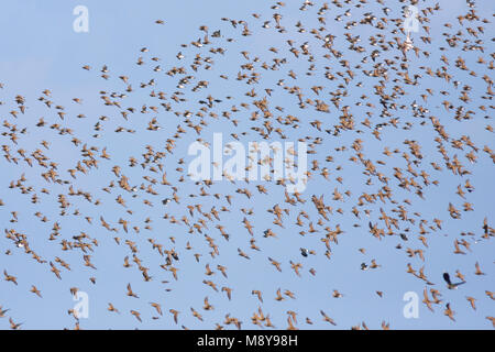 Eurasischen Goldregenpfeifer - - Goldregenpfeifer Pluvialis apricaria, Deutschland Stockfoto