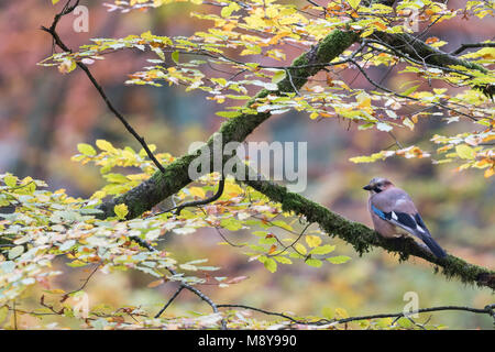 Eurasischen Eichelhäher - Garrulus glandarius Eichelhäher - ssp. glandarius, Deutschland, Erwachsene Stockfoto