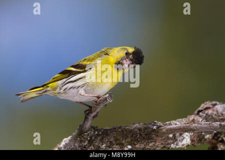 Eurasian Siskin - erlenzeisig - Carduelis spinus, 2. cy Männlich, Deutschland Stockfoto