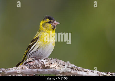 Eurasian Siskin - erlenzeisig - Carduelis spinus, 2. cy Männlich, Deutschland Stockfoto