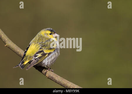 Eurasian Siskin - erlenzeisig - Carduelis spinus, erwachsenen Mann, Deutschland Stockfoto